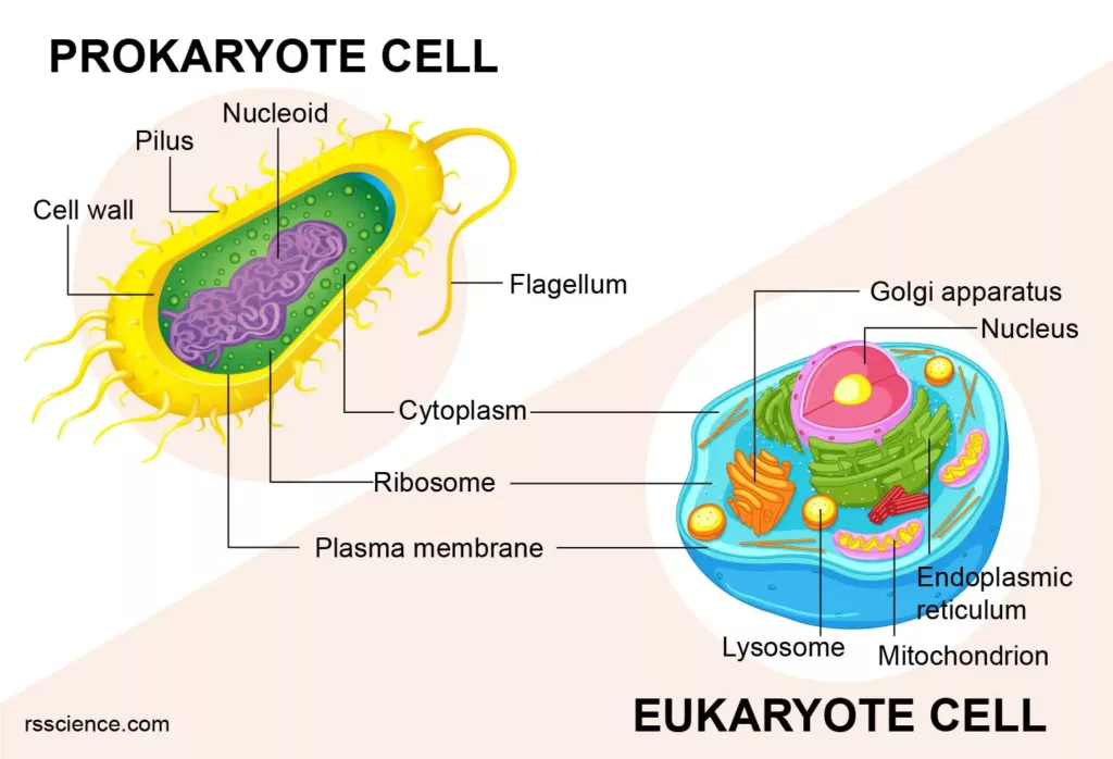 Eukaryotic and Prokaryotic Cells