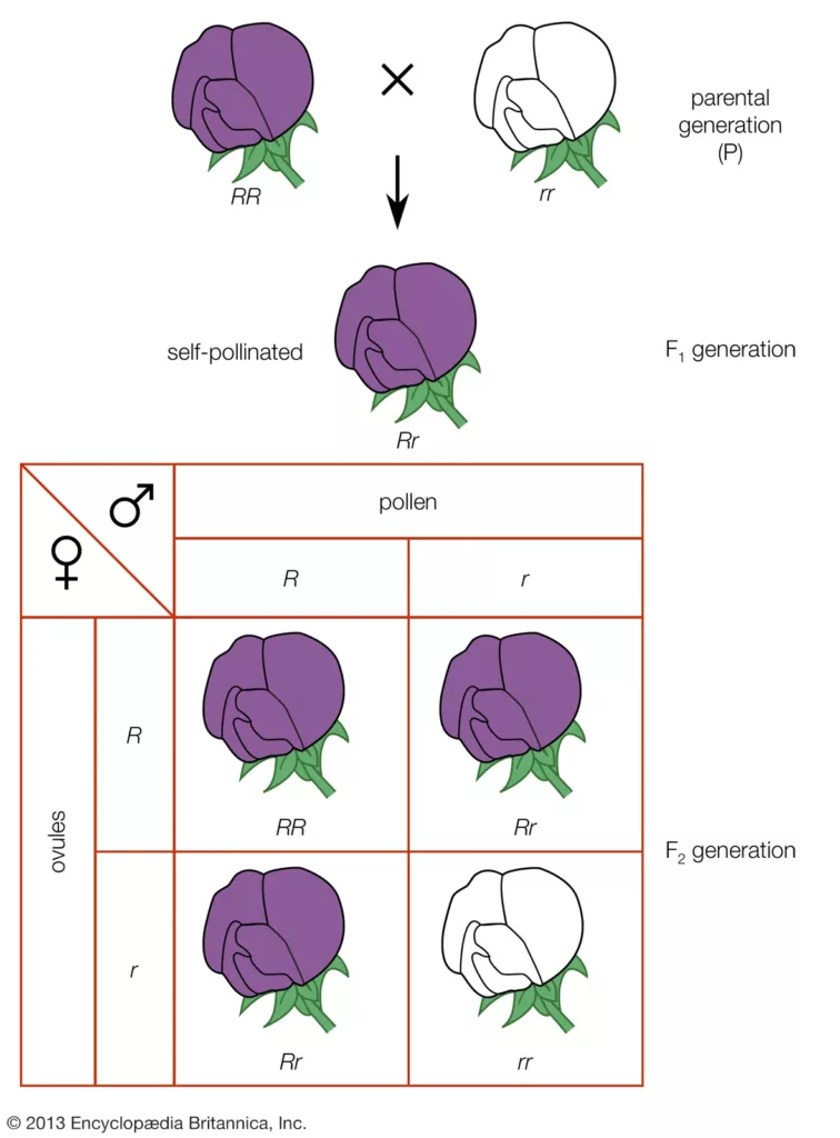 Mendelian Genetics