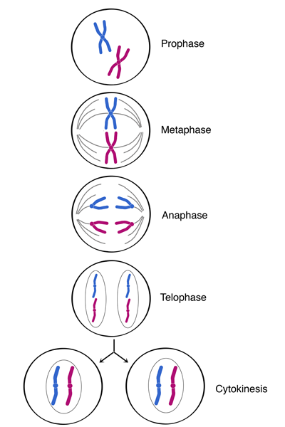 Mitosis