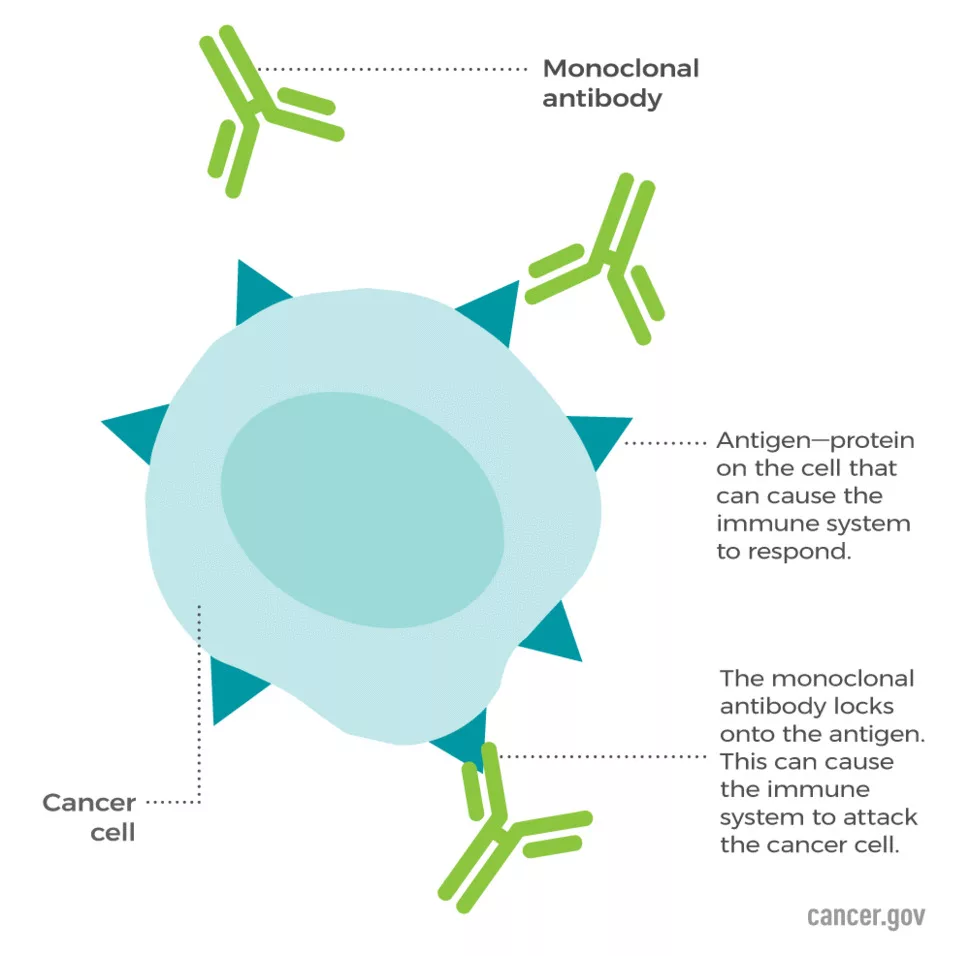 Monoclonal Antibodies