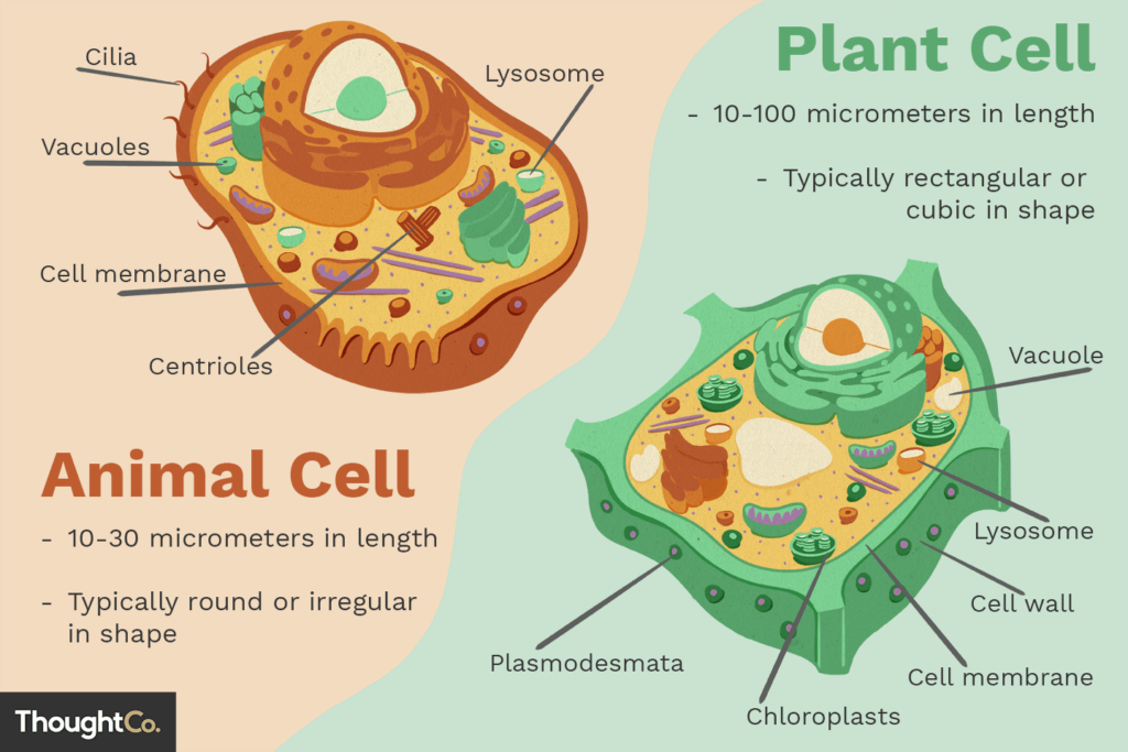 Plant Cell and an Animal Cell