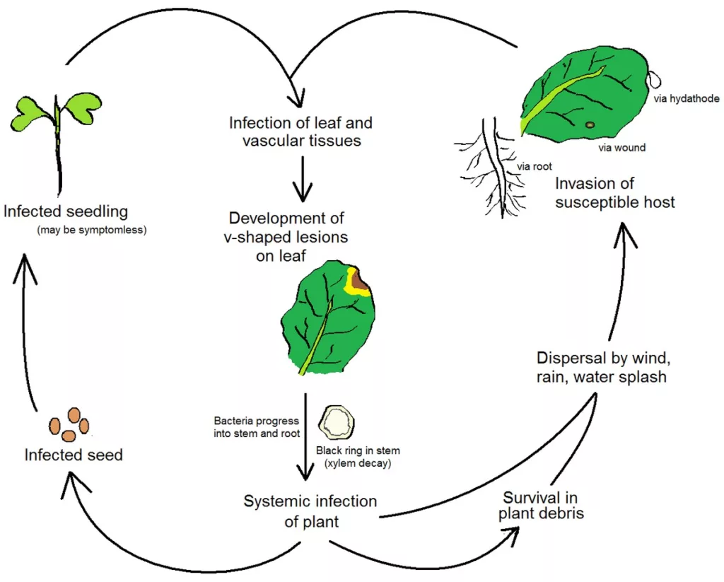 Plant Disease