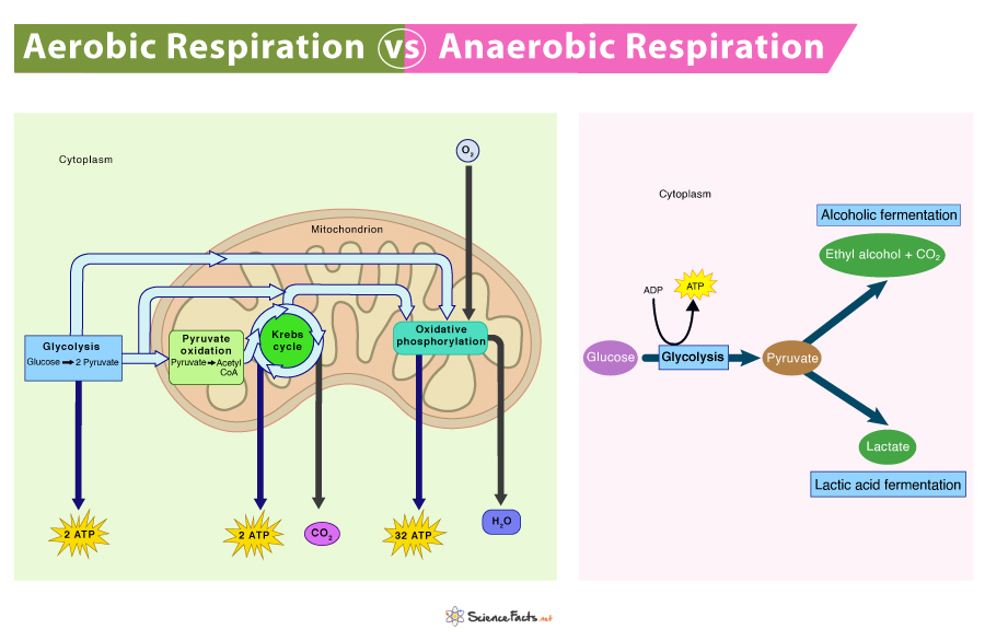 Aerobic and Anaerobic Respiration