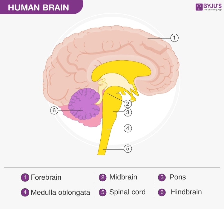 Anatomy of Brain