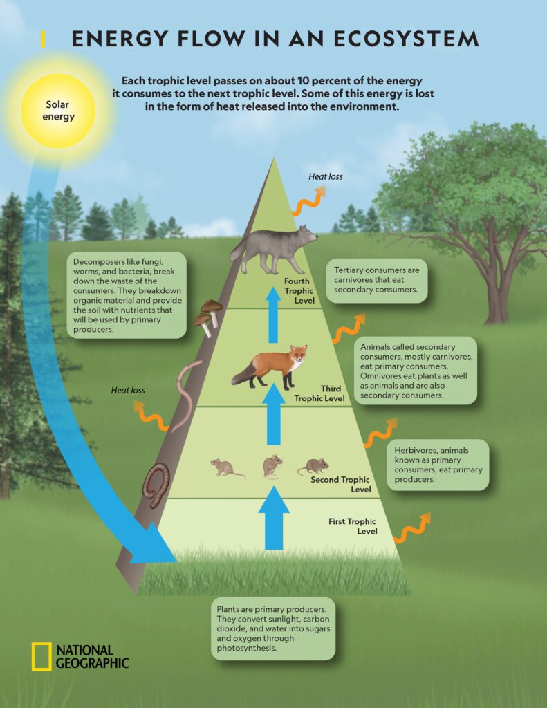 Energy Transfer in Food Chains