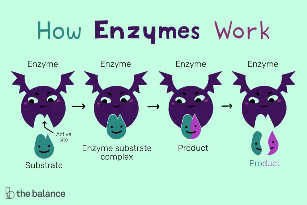 Enzymes