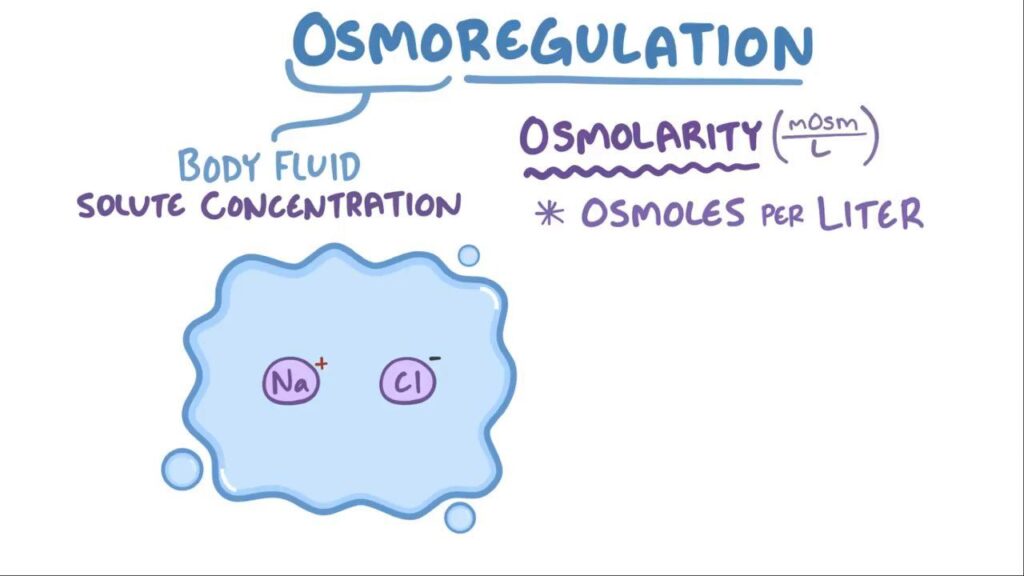 Osmoregulation