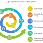 The Light-Dependent Reactions of Photosynthesis