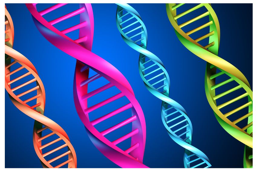 What Is The Mechanism of DNA Polymerase?