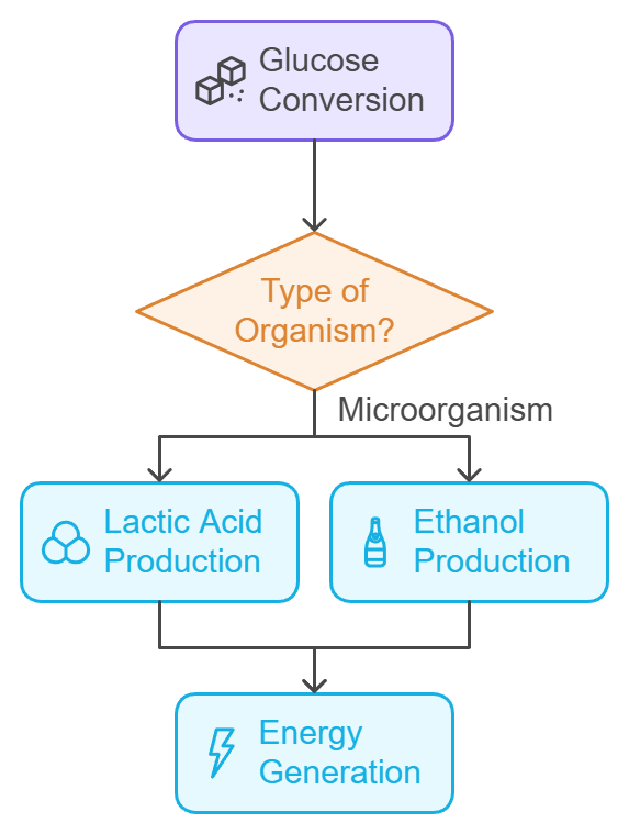 Anaerobic Respiration Equation