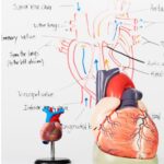 heart diagram GCSE Biology