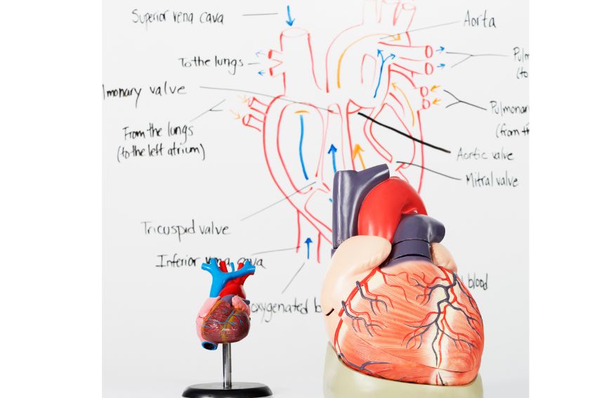 heart diagram GCSE Biology