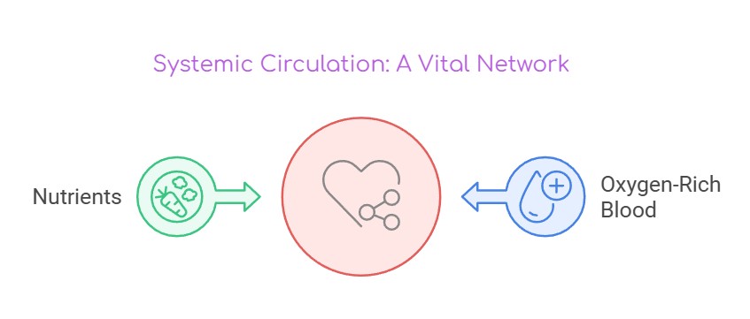 Heart Diagram GCSE- Systemic Circulation