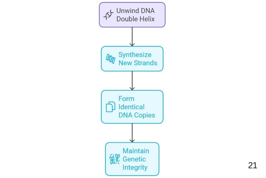 Why Does DNA Replicate