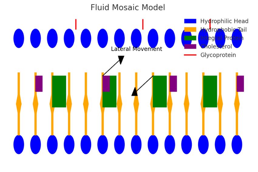 Fluid Mosaic Model