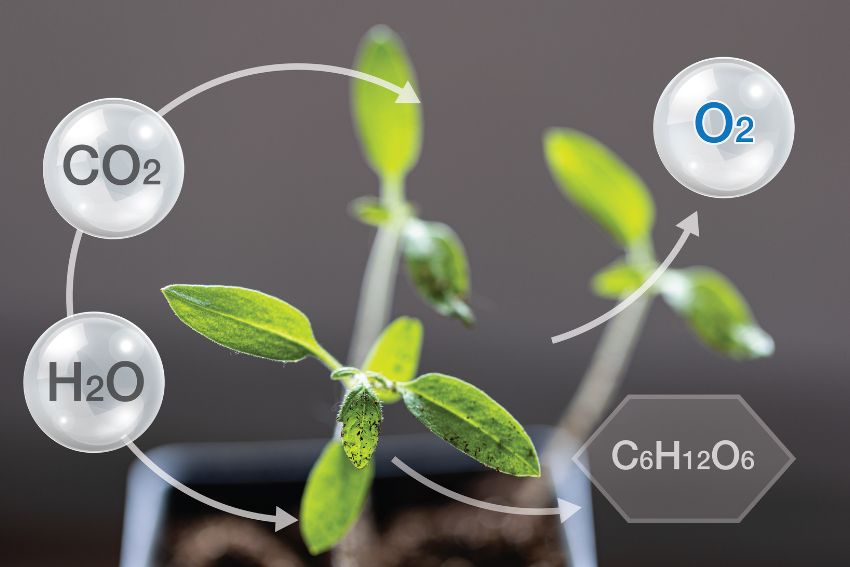 What is the process of Photosynthesis and what are the factors that affect photosynthesis?