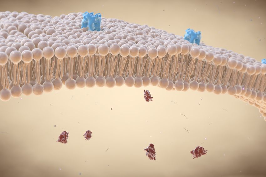 Phospholipid Bilayer