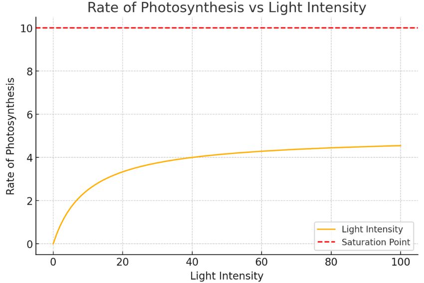 Additional Factors that Affect Photosynthesis- Light