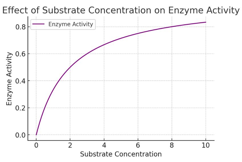 lock and key theory enzymes